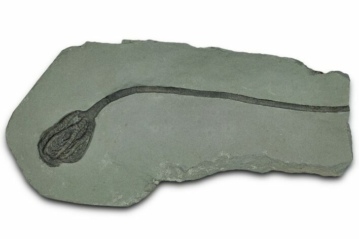 Crinoid (Onychocrinus) Fossil - Crawfordsville, Indiana #352266